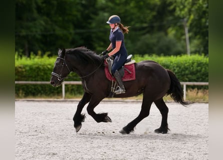 Percheron, Mare, 3 years, 15,2 hh, Black
