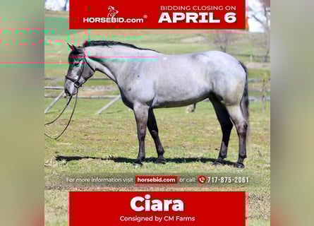 Percheron Mix, Mare, 4 years, 15.2 hh, Grey