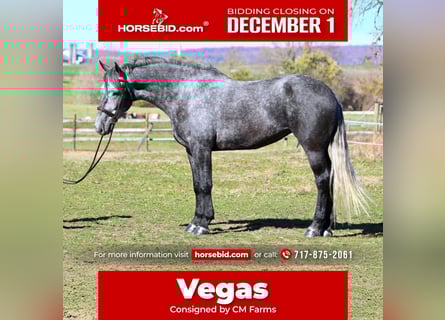 Percheron Mix, Mare, 5 years, 16.1 hh, Grey