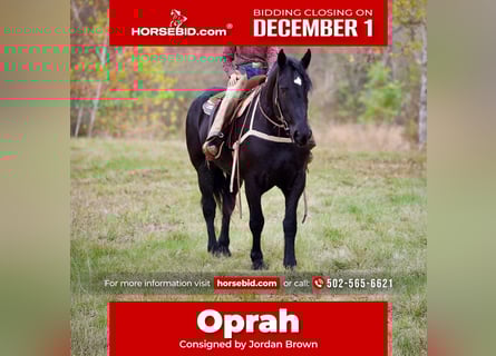 Percheron, Mare, 5 years, 17 hh, Black