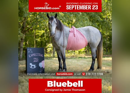 Percheron Mix, Mare, 7 years, 16,1 hh, Roan-Blue