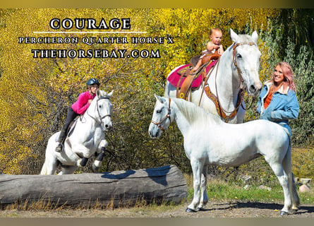 Percheron, Merrie, 13 Jaar, 160 cm, Schimmel