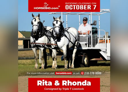 Percheron, Merrie, 13 Jaar, 170 cm, Schimmel