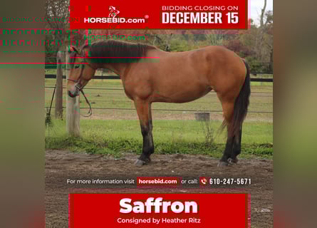 Percheron Mix, Merrie, 4 Jaar, 163 cm, Roodbruin