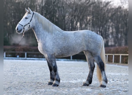 Percheron, Merrie, 4 Jaar, 175 cm, Appelschimmel