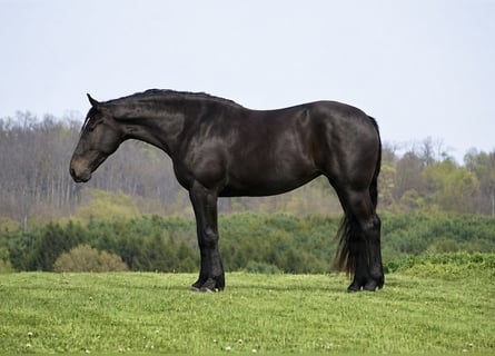Percheron Mix, Merrie, 4 Jaar, Zwart