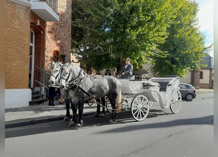 Percheron, Merrie, 5 Jaar, 163 cm, Appelschimmel