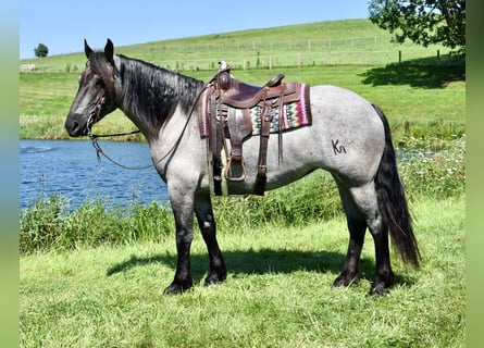 Percheron Mix, Merrie, 5 Jaar, 165 cm, Roan-Blue