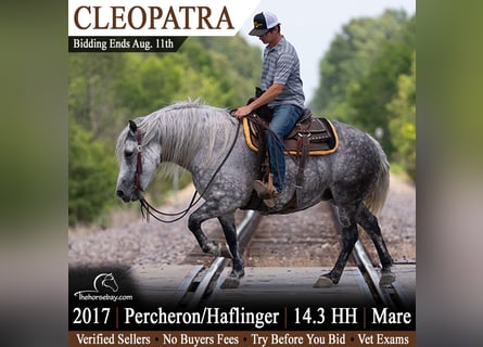 Percheron Mix, Merrie, 9 Jaar, 150 cm, Schimmel