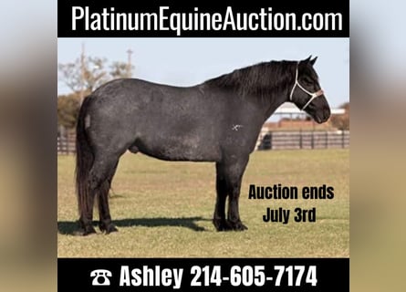 Percheron, Ruin, 10 Jaar, 165 cm, Roan-Blue