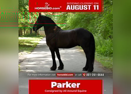 Percheron Mix, Ruin, 10 Jaar, 165 cm, Zwart