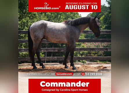 Percheron Mix, Ruin, 5 Jaar, Roan-Blue