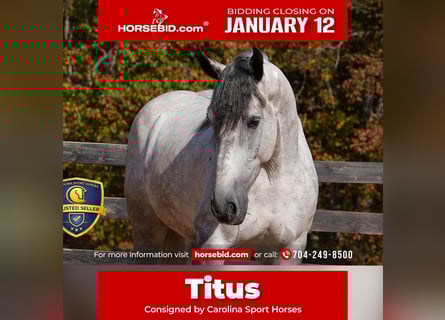 Percheron Mix, Ruin, 6 Jaar, 168 cm