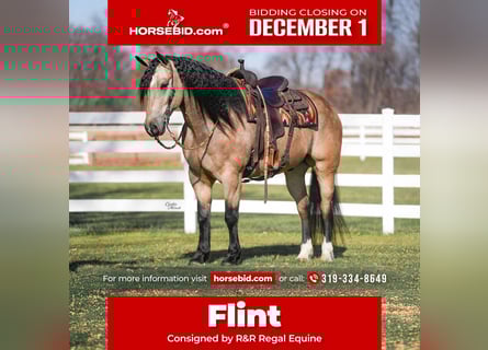 Percheron Mix, Ruin, 7 Jaar, 160 cm, Buckskin