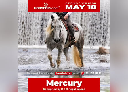 Percheron Mix, Ruin, 7 Jaar, Appelschimmel