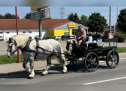 Percheron Mix, Ruin, 8 Jaar, 165 cm, Appelschimmel