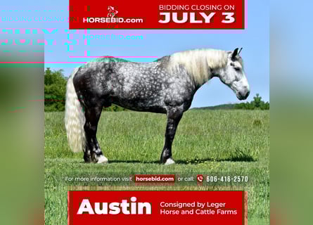 Percheron Mix, Ruin, 9 Jaar, Appelschimmel
