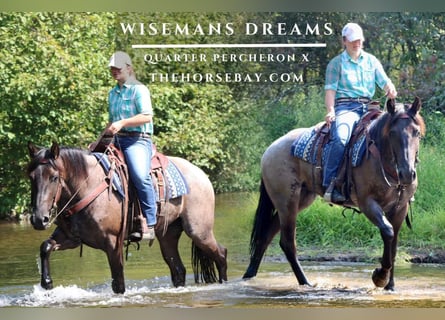 Percheron Mix, Stute, 3 Jahre, 157 cm, Roan-Blue