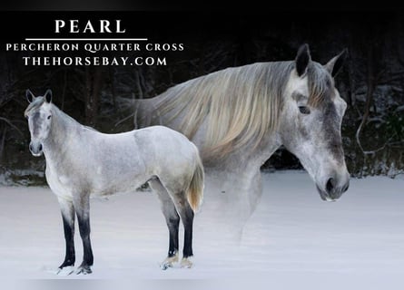 Percheron Mix, Stute, 3 Jahre, 157 cm, Schimmel