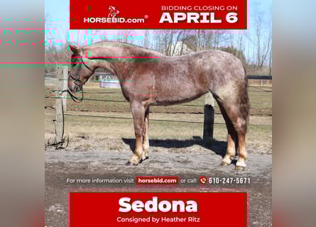 Percheron Mix, Stute, 4 Jahre, 165 cm, Roan-Red