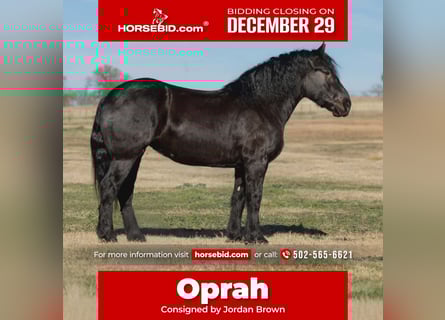 Percheron, Stute, 4 Jahre, 173 cm, Rappe