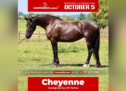 Percheron Mix, Stute, 4 Jahre, Rappe