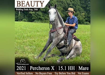 Percheron Mix, Stute, 5 Jahre, 155 cm, Schimmel