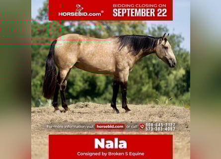 Percheron Mix, Stute, 5 Jahre, 160 cm, Buckskin