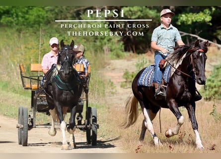 Percheron Mix, Stute, 8 Jahre, 147 cm, Tobiano-alle-Farben