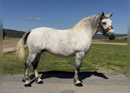 Percheron Mix, Stute, 8 Jahre, 172 cm, Apfelschimmel