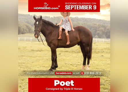 Percheron Blandning, Valack, 3 år, 173 cm, Svart