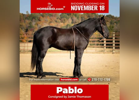 Percheron Blandning, Valack, 5 år, 165 cm, Svart