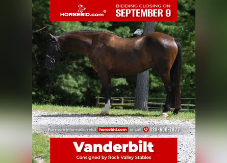 Percheron Blandning, Valack, 6 år, 165 cm, Mörkbrun