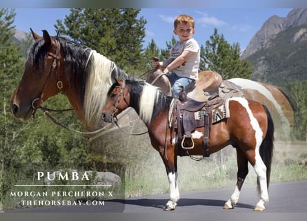 Percheron Mix, Wallach, 10 Jahre, 152 cm, Rotbrauner