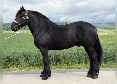 Percheron, Wallach, 10 Jahre, 174 cm, Rappe