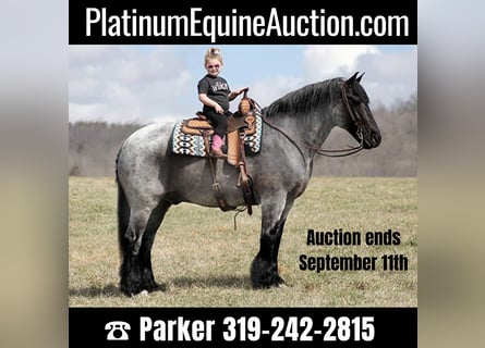 Percheron, Wallach, 13 Jahre, 165 cm, Roan-Blue