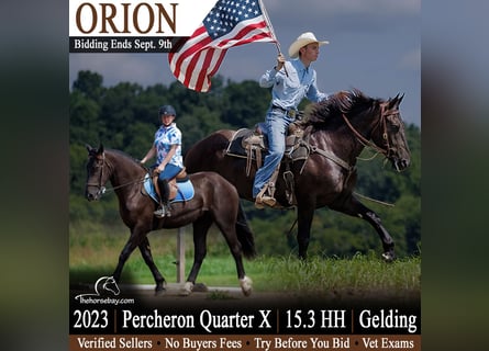 Percheron Mix, Wallach, 3 Jahre, 160 cm, Rappe