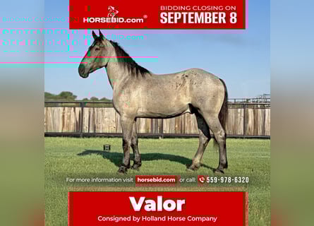 Percheron, Wallach, 3 Jahre, 175 cm, Roan-Blue