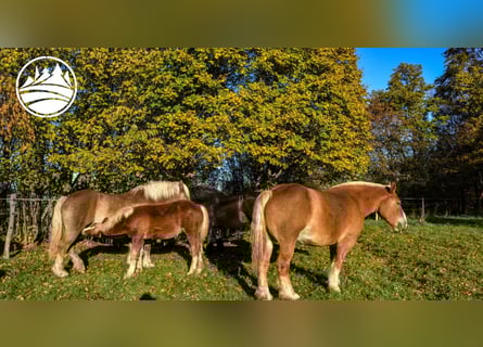 Percheron, Wallach, 3 Jahre