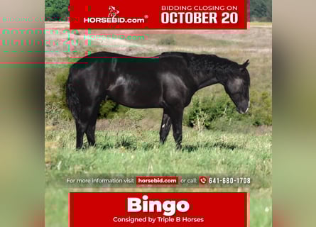 Percheron Mix, Wallach, 4 Jahre, 150 cm, Rappe