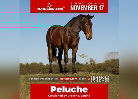 Percheron Mix, Wallach, 4 Jahre, 170 cm, Rotbrauner