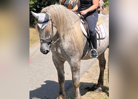 Percheron, Wallach, 4 Jahre, 180 cm, Schimmel