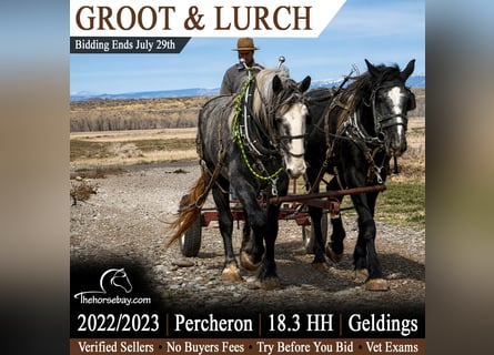 Percheron, Wallach, 4 Jahre, 191 cm, Schimmel