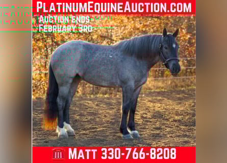 Percheron, Wallach, 5 Jahre, 160 cm, Roan-Blue