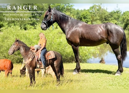 Percheron Mix, Wallach, 5 Jahre, 163 cm, Roan-Bay