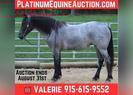 Percheron, Wallach, 5 Jahre, 163 cm, Roan-Blue