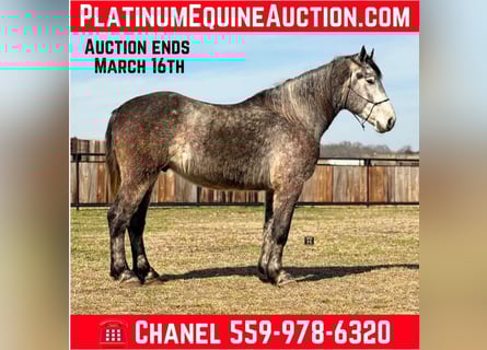 Percheron, Wallach, 5 Jahre, 165 cm, Apfelschimmel