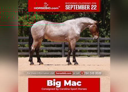 Percheron Mix, Wallach, 5 Jahre, 175 cm, Roan-Bay