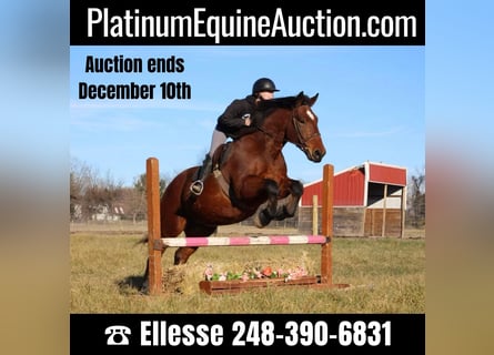 Percheron, Wallach, 5 Jahre, Rotbrauner