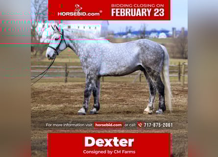 Percheron Mix, Wallach, 6 Jahre, 173 cm, Schimmel